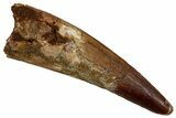 Fossil Spinosaurus Tooth - Real Dinosaur Tooth #340378-1